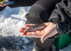 Правила рыбалки ужесточили для жителей Волжского