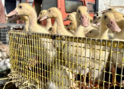 Покупка живой птицы без документов: риски для здоровья и хозяйства