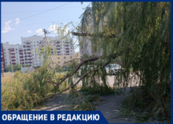 Волжане жалуются на мусор и поваленные деревья спустя неделю после урагана