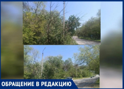 В Волжском после грозы дерево повисло на линиях электропередач