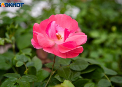 Сегодняшний день требует холодной головы: гороскоп на 23 апреля