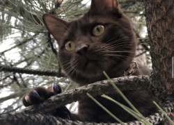 Мозг как у человека: редакция «Блокнот» познакомила волжан со своими любимцами и выяснила, как котики манипулируют нами с помощью звуков