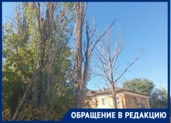 «Стучат в окно и грозятся разбить», - жители Волжского о сухостое