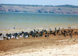 Орнитологические экспедиции в Волгоградской области принесли важные открытия для Красной книги