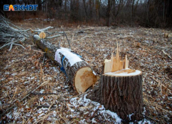 На 270 тысяч рублей оштрафован мужчина за выкорчевывание деревьев близ Волжского