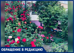 «Оазис из роз в городской пыли создали соседи», - волжанка о рукотворной красоте во дворе МКД
