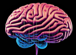 Как определить возраст мозга