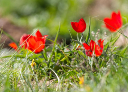 В Волгоградской области запускают единую экопрограмму для жителей