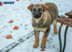 «Опомнитесь, люди!» — волжанка призывает собачников соблюдать правила выгула питомцев