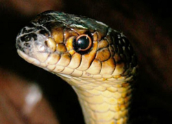 В поселке Краснооктябрьском змея заползла в продуктовый магазин