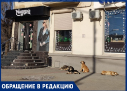«Стая собак на Спутнике всех кошек растерзала»,- волжанка о наболевшей проблеме