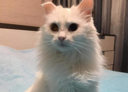 Белоснежная принцесса ищет любящих хозяев в Волжском