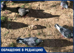 «Соседи прикармливают агрессивных бродячих псов отборным мясом»,- волжанка о конфликте во дворе многоэтажки