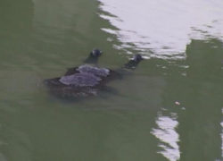 Убийцы Волжского пенсионера выбросили труп в Волгу 