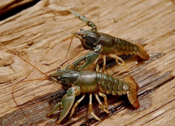 29-летний мужчина утонул в Ахтубе во время ловли раков