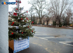 Юных волжан приглашают принять участие в «хвойном» конкурсе
