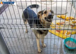 Волжский под угрозой бешенства: как защитить себя и своих питомцев