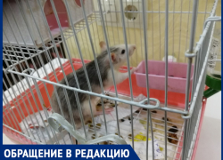 "Животное в клетке просто выставили в подъезд",- волжанка