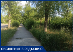 В Волжском дети буквально теряются в траве возле школы № 13