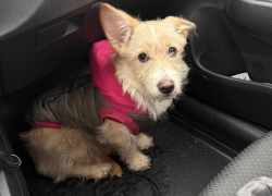 В Волжском возле «Вкусно и точка» нашли домашнюю собаку