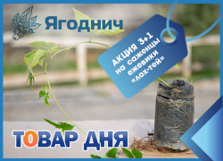 Товар дня! 3+1 на саженцы ежевики в «Ягодниче»