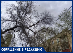 «Живём как на пороховой бочке»: волжане жалуются на сухие ветки, висящие над проводами и дорогой
