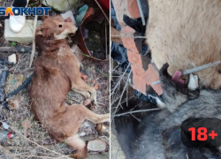 Гору трупов сняли на видео на заброшке: администрация Волжского проводит проверку по факту убийства собак