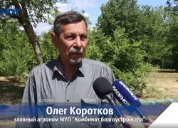 Экзохорда, сафора, тополь-гибрид и рябина: «Комбинат благоустройства» превращает Волжский в зелёную лабораторию