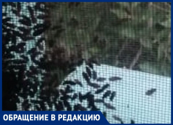 «Больше 40 лет в этом доме живу и такая напасть впервые», - волжанка о жуках