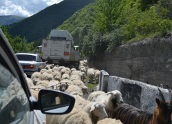 Под Волгоградом пятеро мужчин угнали 93 овцы