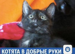 Волжане могут бесплатно получить килограмм пушистого счастья