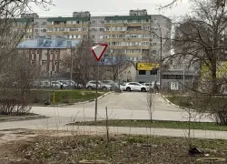 Вой ночами и нападения на людей: в Волжском жители страдают от огромной стаи прикормленных собак