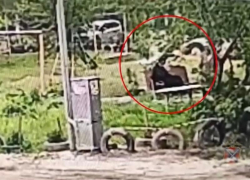 В Волгограде сосед избил пенсионерку из-за места на лавочке: видео