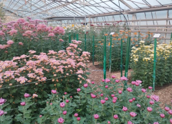 Осенний праздник хризантем в Волжском побил рекорды посещаемости