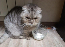 В Волжском срочно ищут дом для кошки умершей хозяйки, которую избили дети