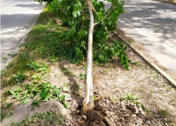 Хотели вырвать с корнем: вандалы уничтожили молодое дерево 