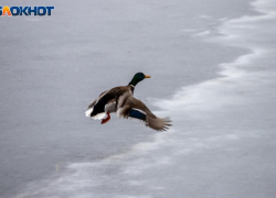 Жителей Волгоградской области приглашают помочь птицам пережить морозы