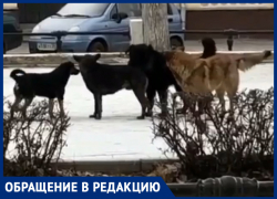 «Повсюду стаи бездомных собак», - волжанка