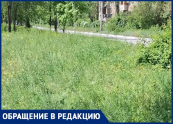 Заросли выше колен: жительница Волжского раскритиковала работу коммунальщиков