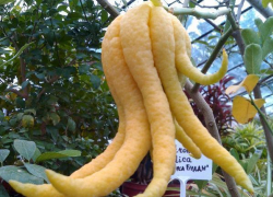 Волжане и волгоградцы могут коснуться "Руки Будды"