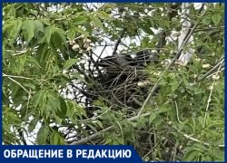 «Клюют детей и работников»: в волжской школе №14 вороны устроили террор, а администрация бездействует