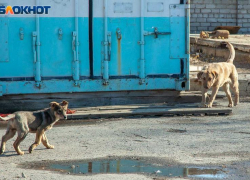 Больше 1,5 миллионов рублей выделят на работу с бездомными животными в Волжском