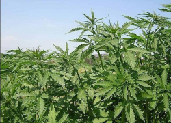 У жителя Краснослободска изъяли крупную партию марихуаны 