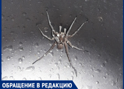 "Из раковины вылез огромный паук" ,- волжанка