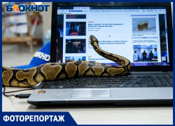 Бездомный королевский питон стал частью команды «Блокнот Волжский»: фоторепортаж