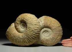 Волжан пригласили на встречу с российским палеонтологом 