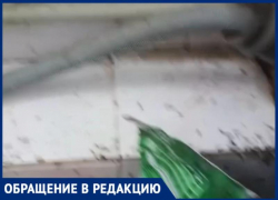 «Лада Дом совсем забыла о людях», - волжанин о нашествии муравьев