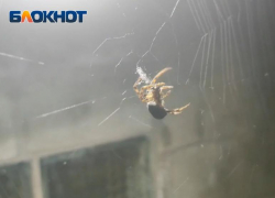 Гигантского паука обнаружила волжанка на своей даче: видео