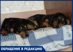 «Спасла песика»: под Волжским женщина поймала чужую собаку на улице и отдала новым хозяевам