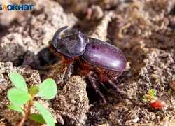 Волжанам не стоит рвать лютики в четверг: советы травницы